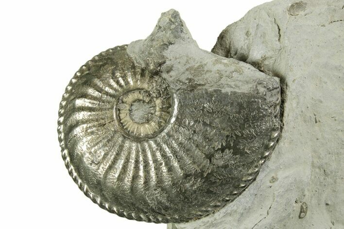 Pyritized Jurassic Ammonite (Amaltheus) Fossil - France #367613